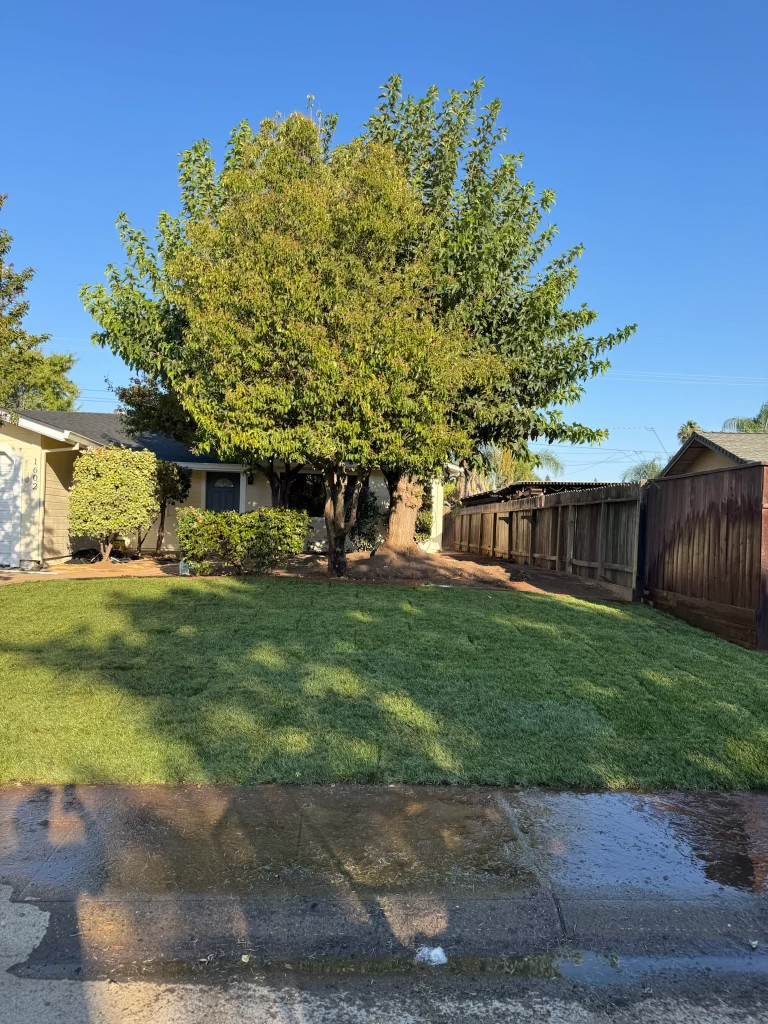 Real project: healthy green lawn with mature trees and tidy edging